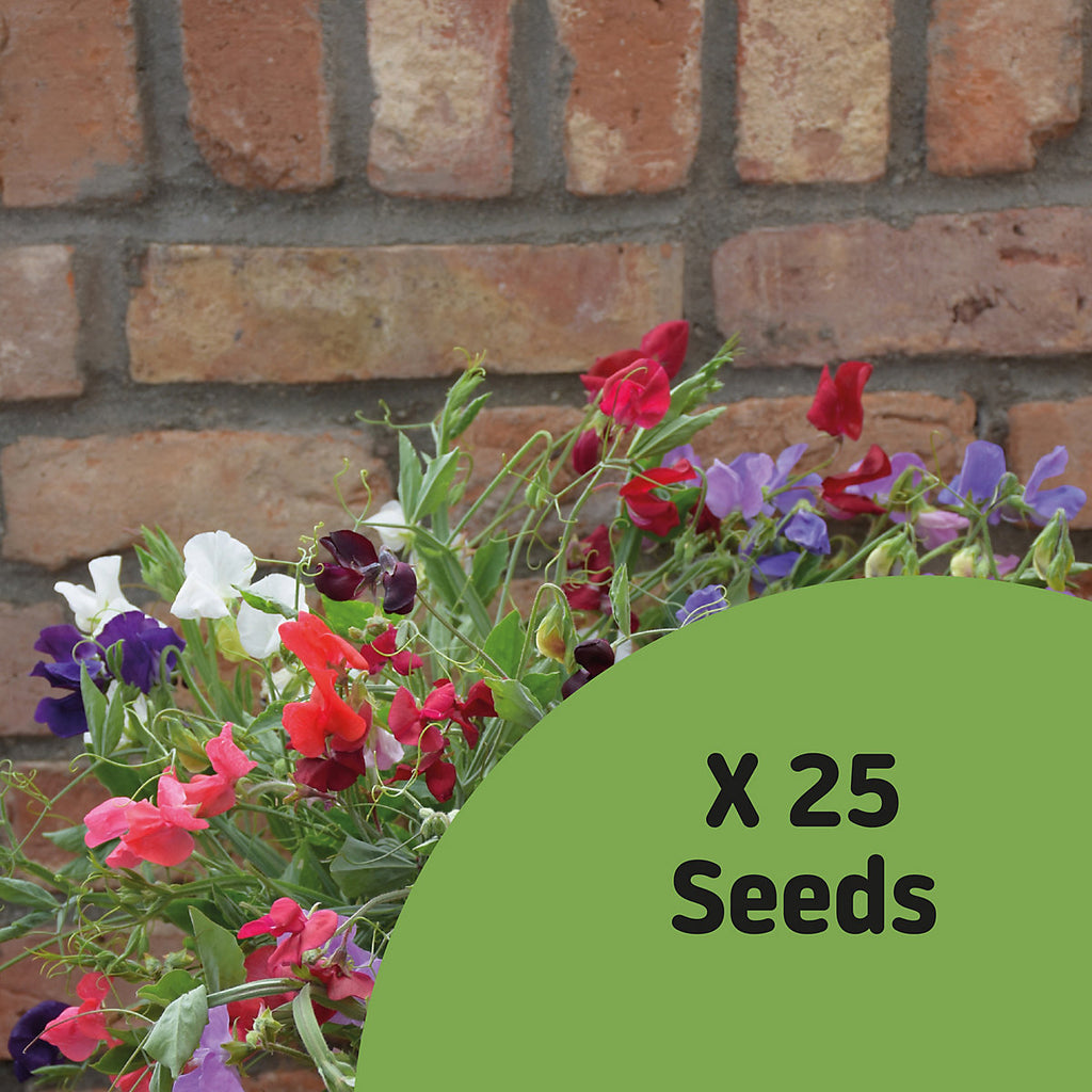 Assorted Sweet Pea Flower Seeds
