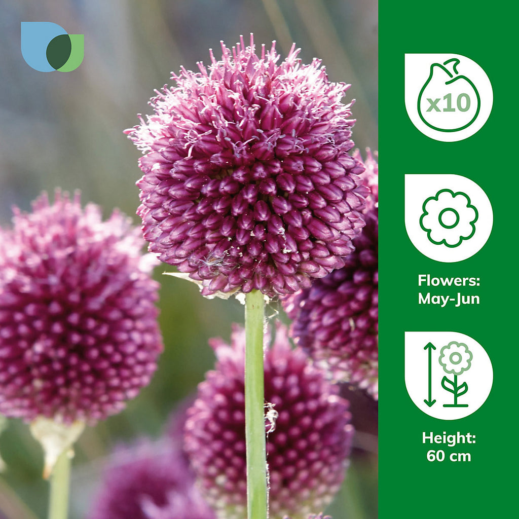 Verve Allium Sphaerocephalon 10 Flower bulbs