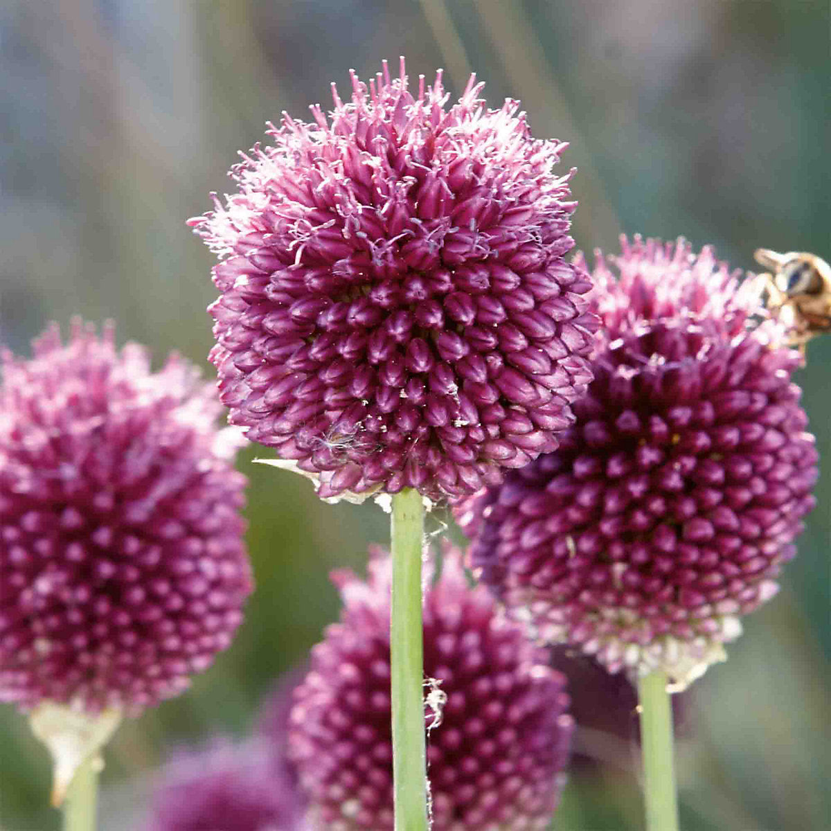 Verve Allium Sphaerocephalon 10 Flower bulbs