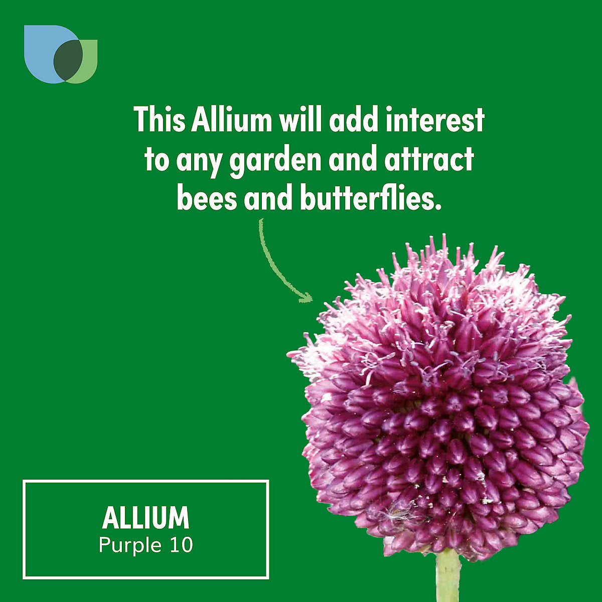 Verve Allium Sphaerocephalon 10 Flower bulbs