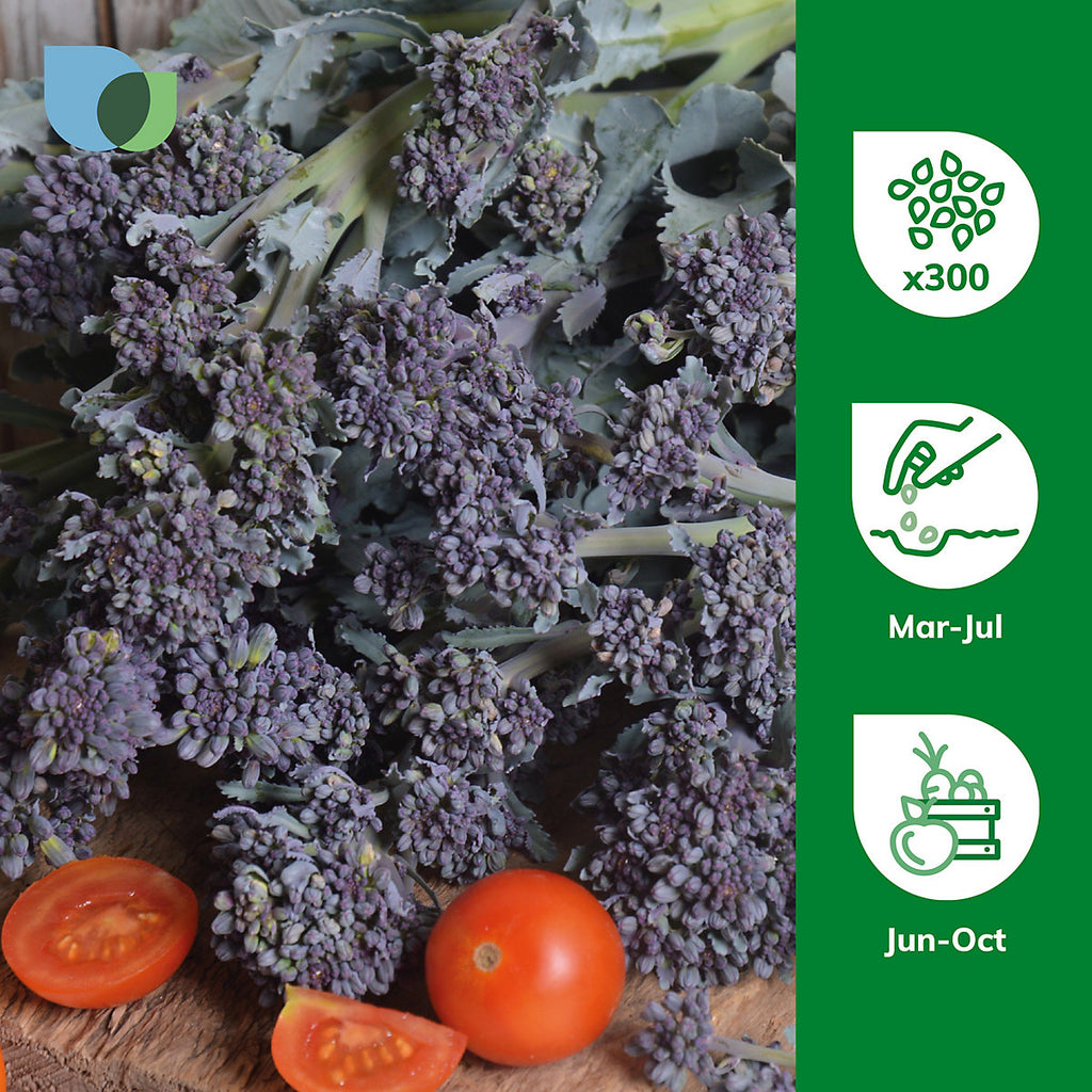 Verve Broccoli 'Early Sprouting' Vegetable Seeds