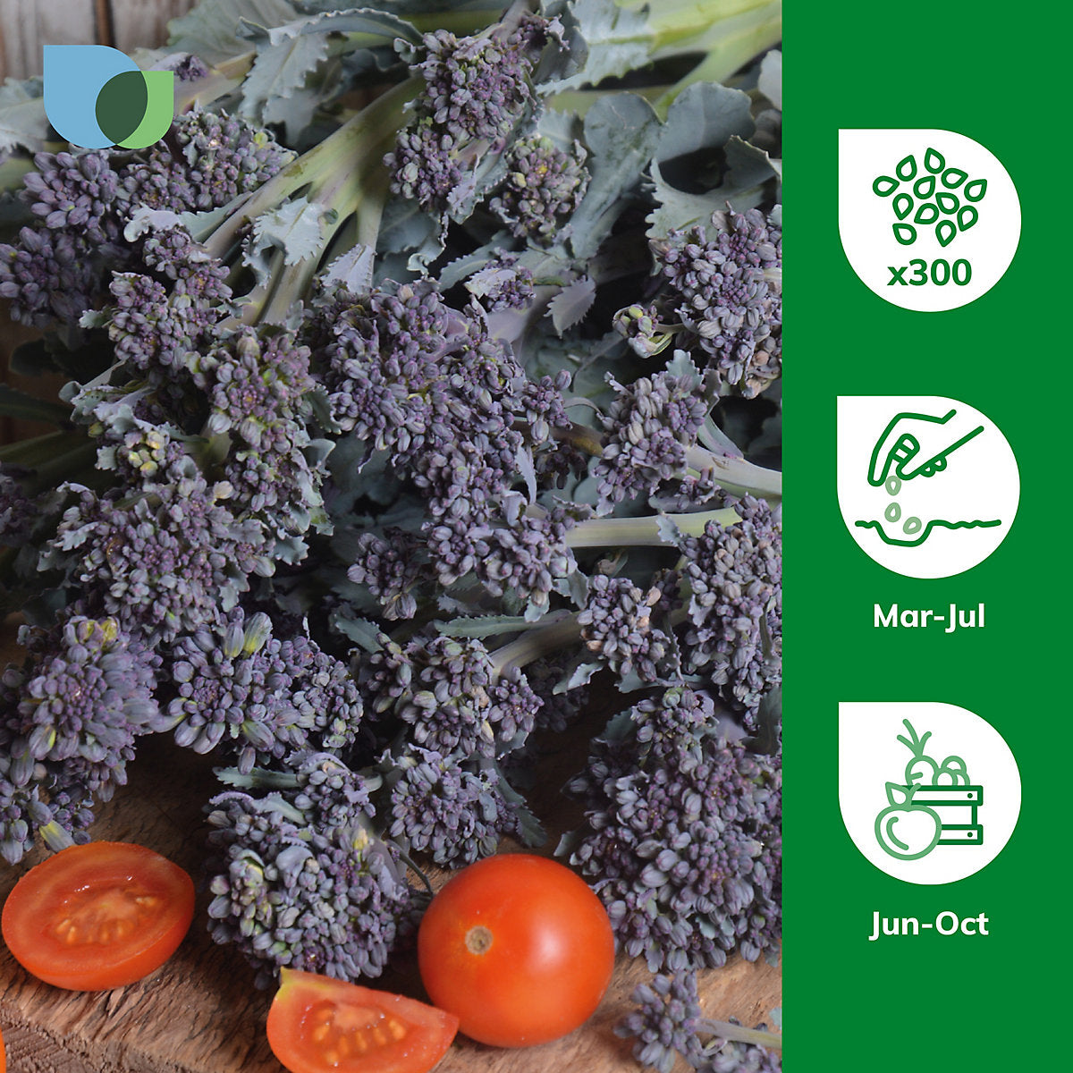 Verve Broccoli 'Early Sprouting' Vegetable Seeds