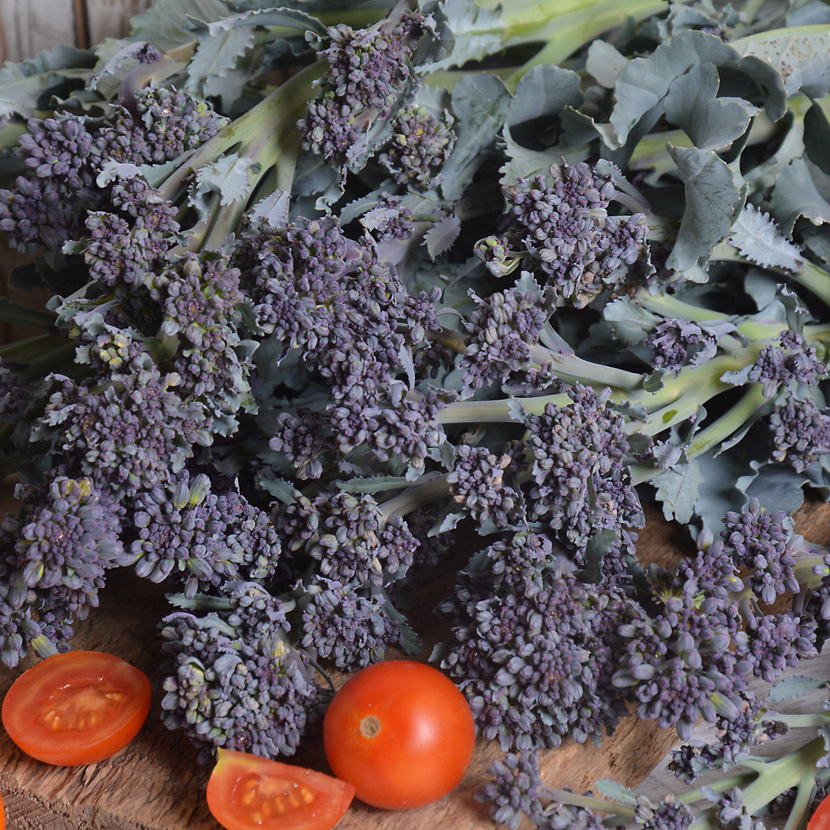 Verve Broccoli 'Early Sprouting' Vegetable Seeds