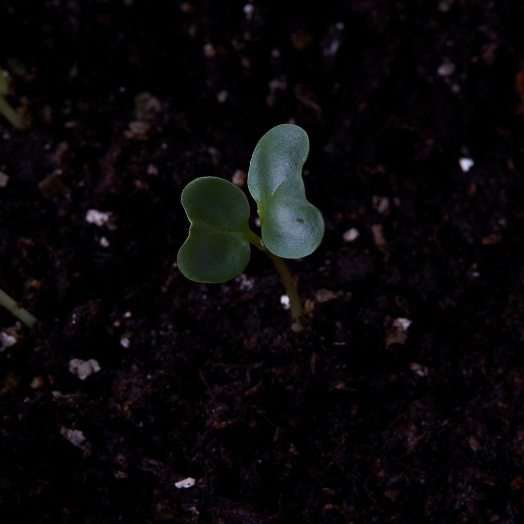 Verve Broccoli 'Early Sprouting' Vegetable Seeds
