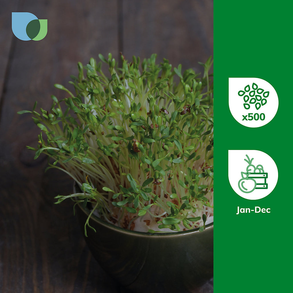 Verve Cress 'Curled' Vegetable Seeds