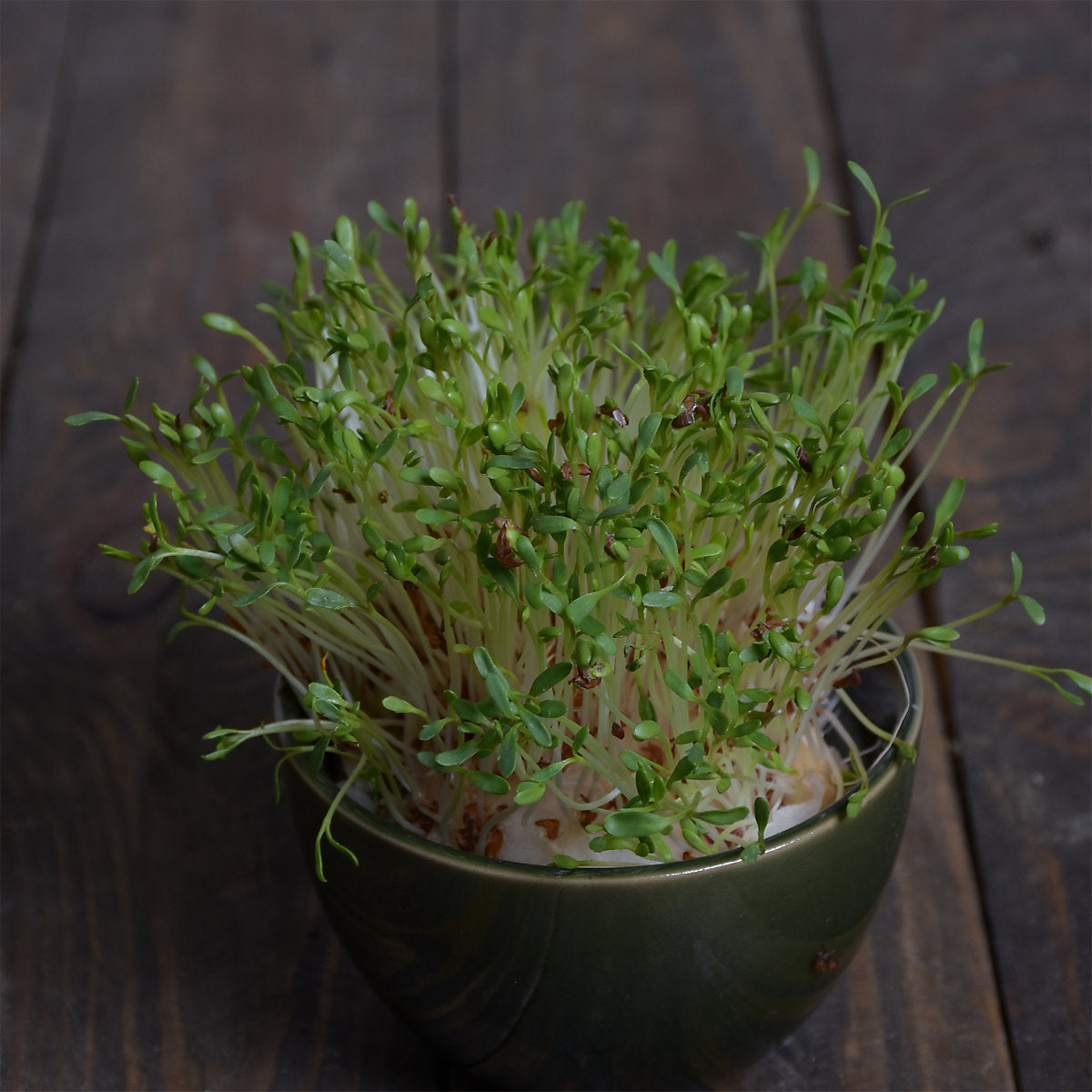 Verve Cress 'Curled' Vegetable Seeds