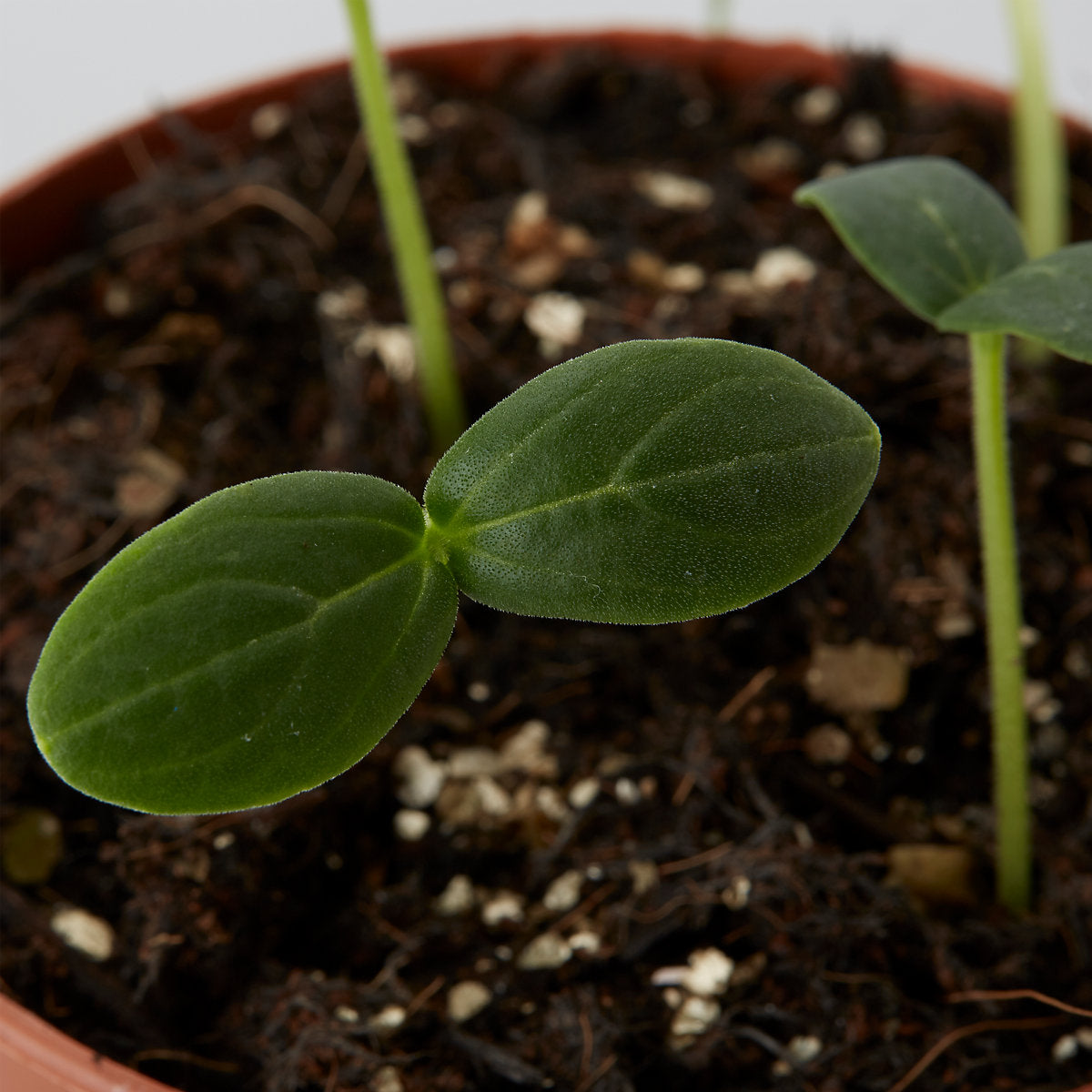 Verve Cucumber 'Marketmore' Vegetable Seeds