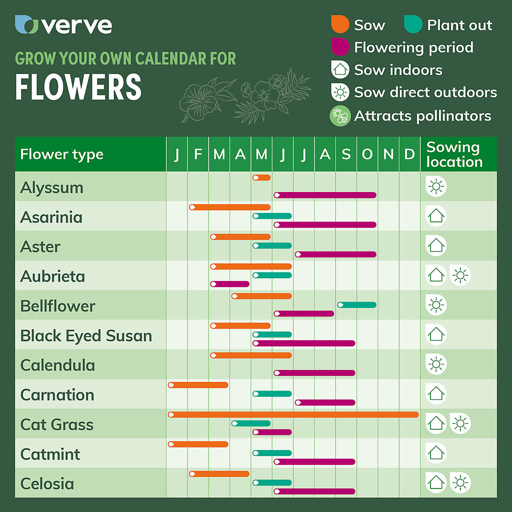 Verve Daisy Mix Calendula Seeds