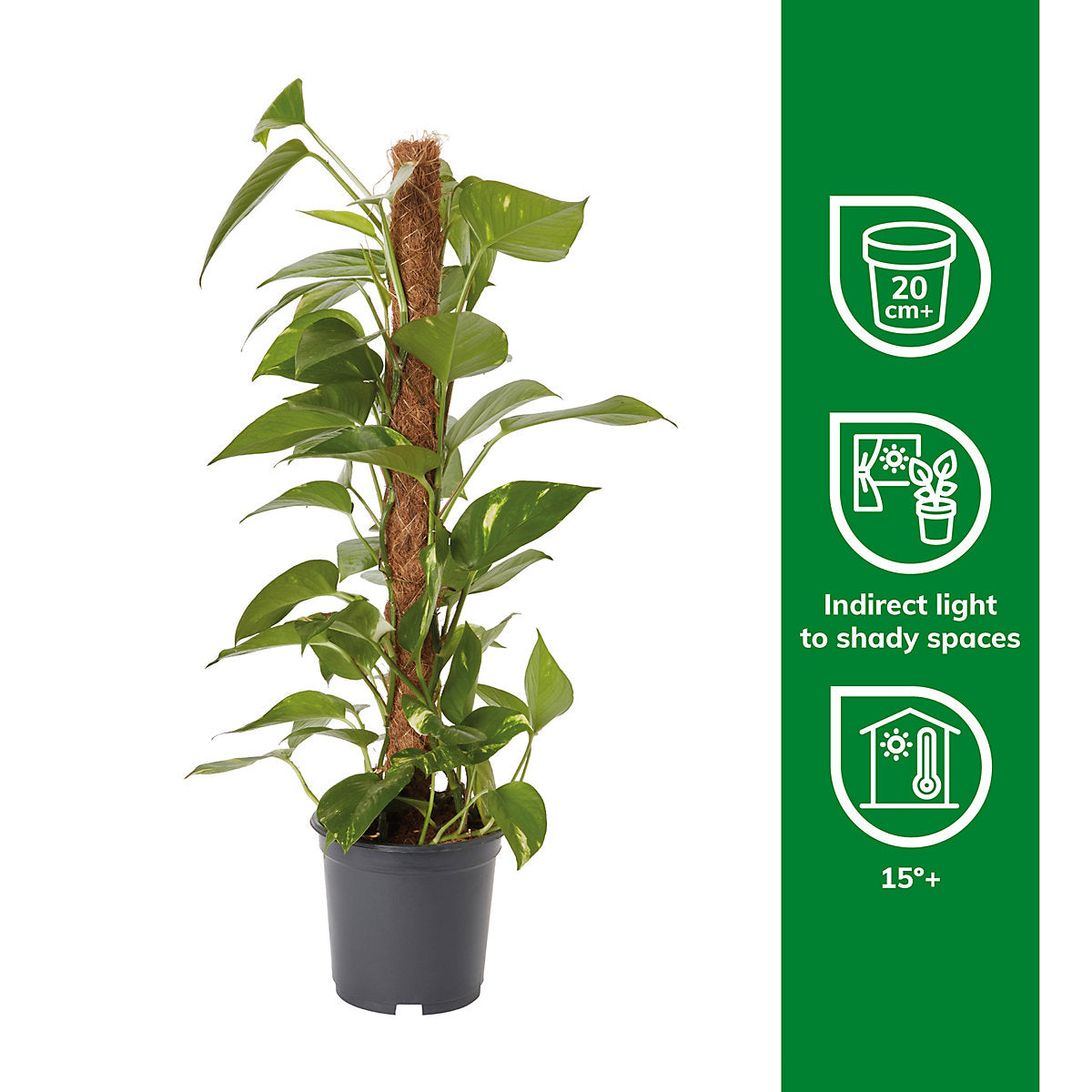 Verve Devil's ivy in Anthracite grey Plastic Grow pot