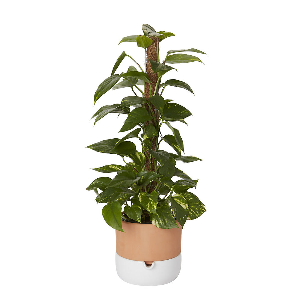 Verve Devil's ivy in Anthracite grey Plastic Grow pot