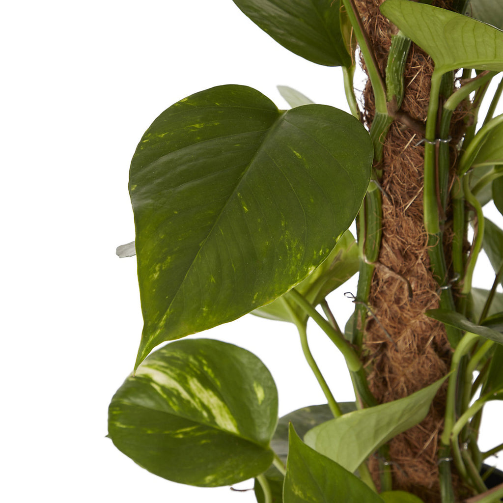 Verve Devil's ivy in Anthracite grey Plastic Grow pot