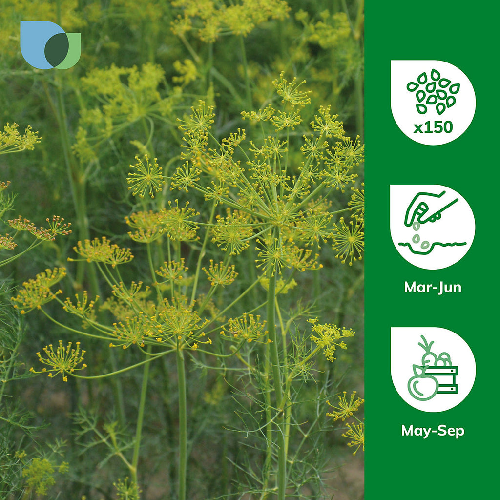 Verve Dill 'Bouquet' Herb Seeds