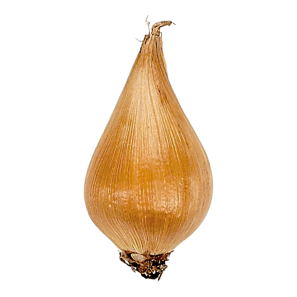 Verve Dutch Iris Van Vliet 15 Flower bulbs