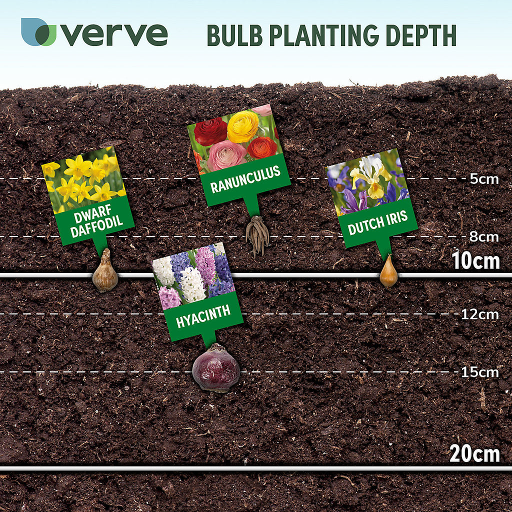 Verve Dwarf Daffodil Mix 25 Flower bulbs
