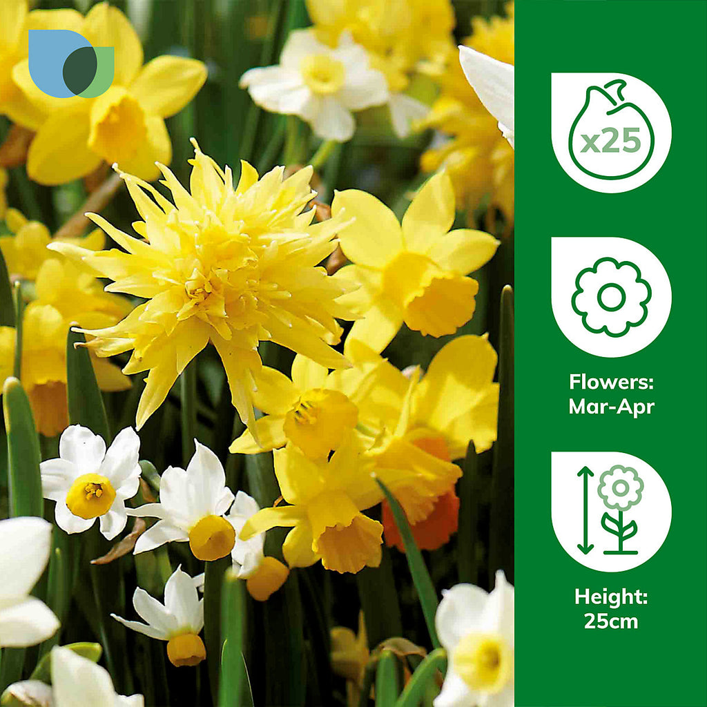 Verve Dwarf Daffodil Mix 25 Flower bulbs