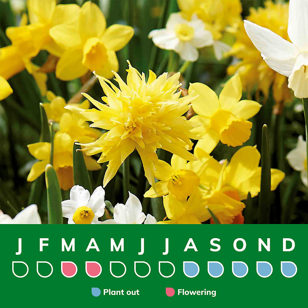 Verve Dwarf Daffodil Mix 25 Flower bulbs