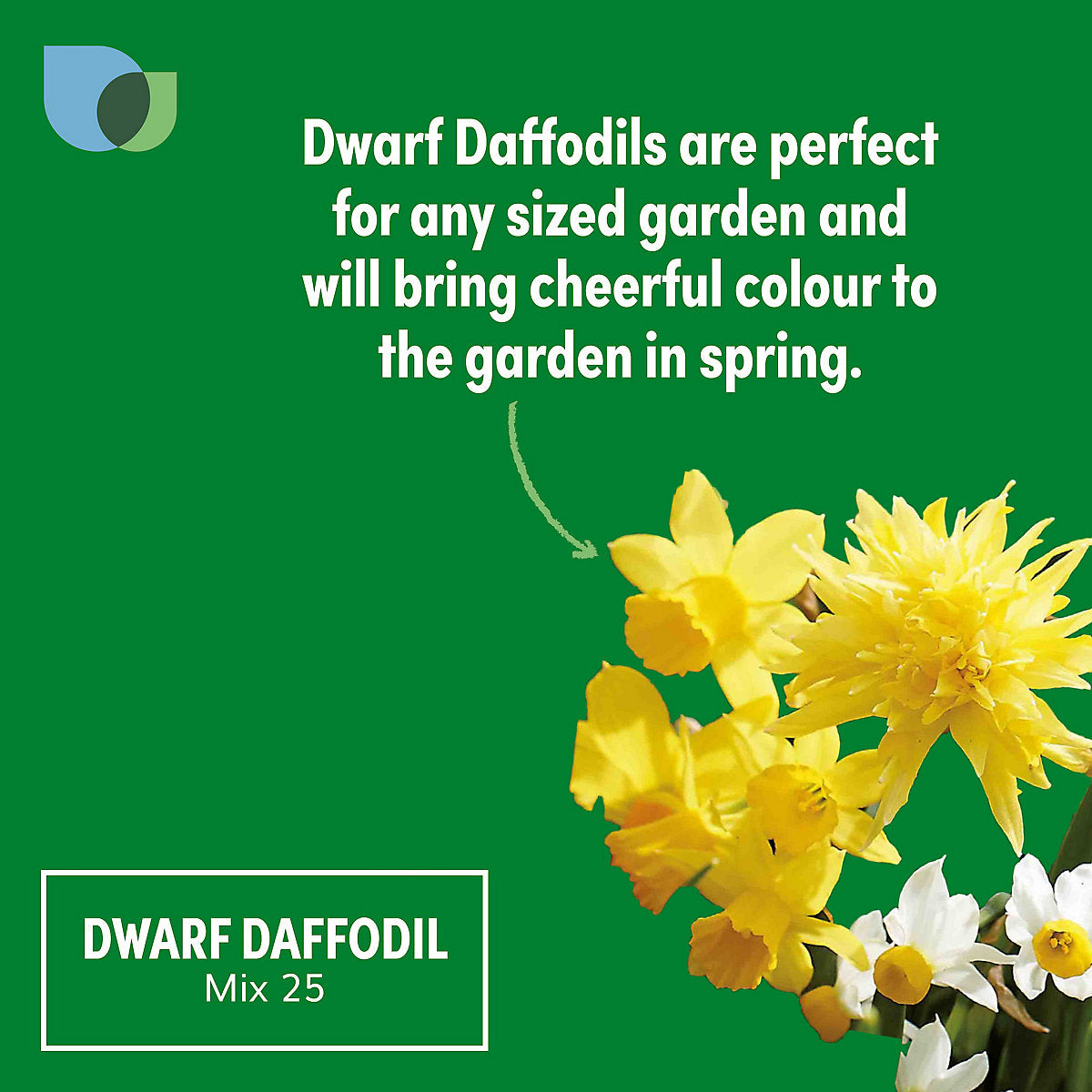 Verve Dwarf Daffodil Mix 25 Flower bulbs