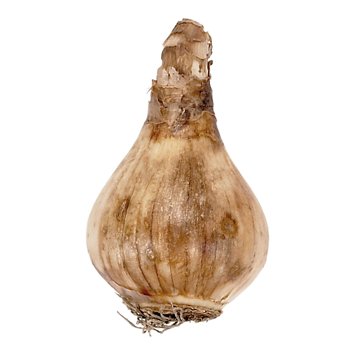 Verve Dwarf Daffodil Mix 25 Flower bulbs