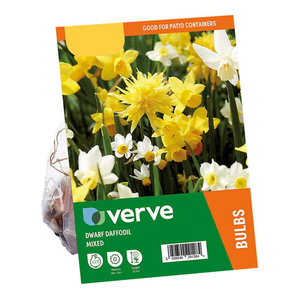 Verve Dwarf Daffodil Mix 25 Flower bulbs