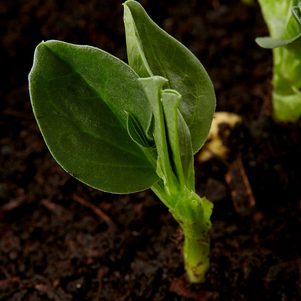 Verve French bean 'Dwarf Tendergreen' Vegetable Seeds