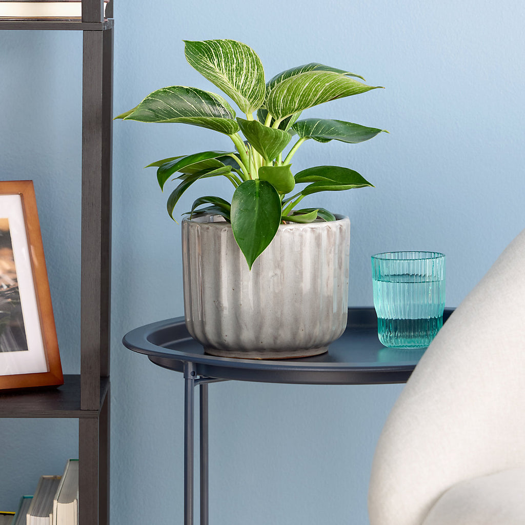 Verve Glazed Silver Grey Ceramic Plant pot (Dia) 16cm, (H)13cm