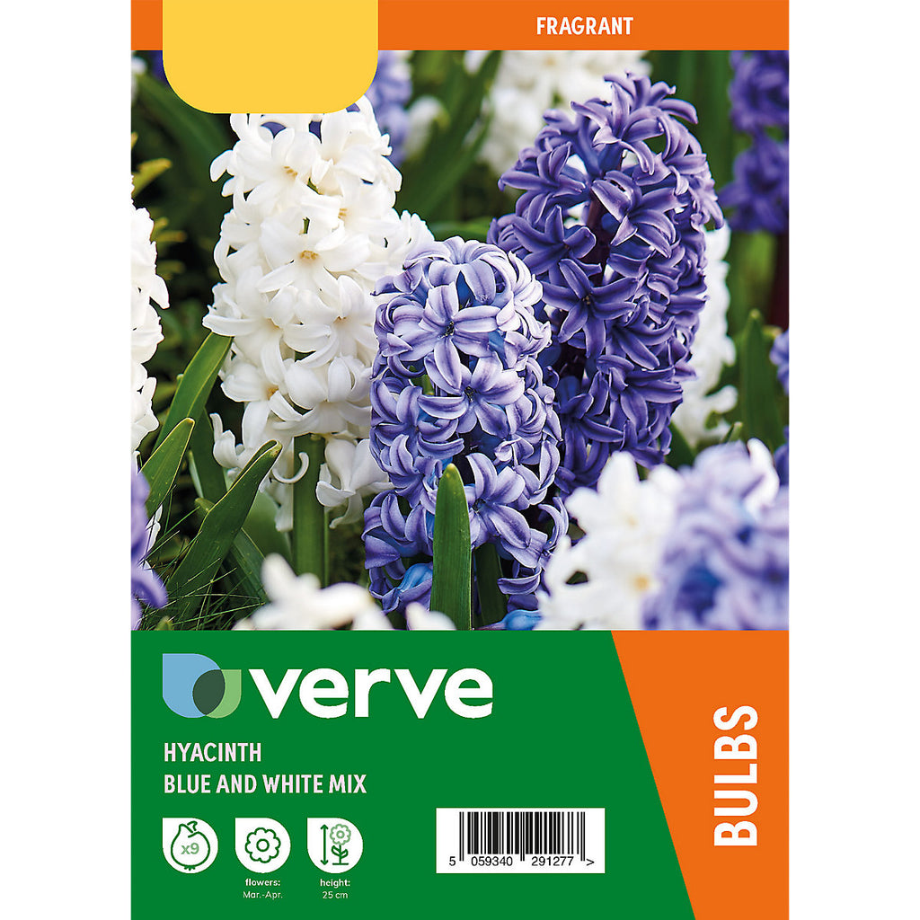 Verve Hyacinth Blue & White mix 9 Flower bulbs