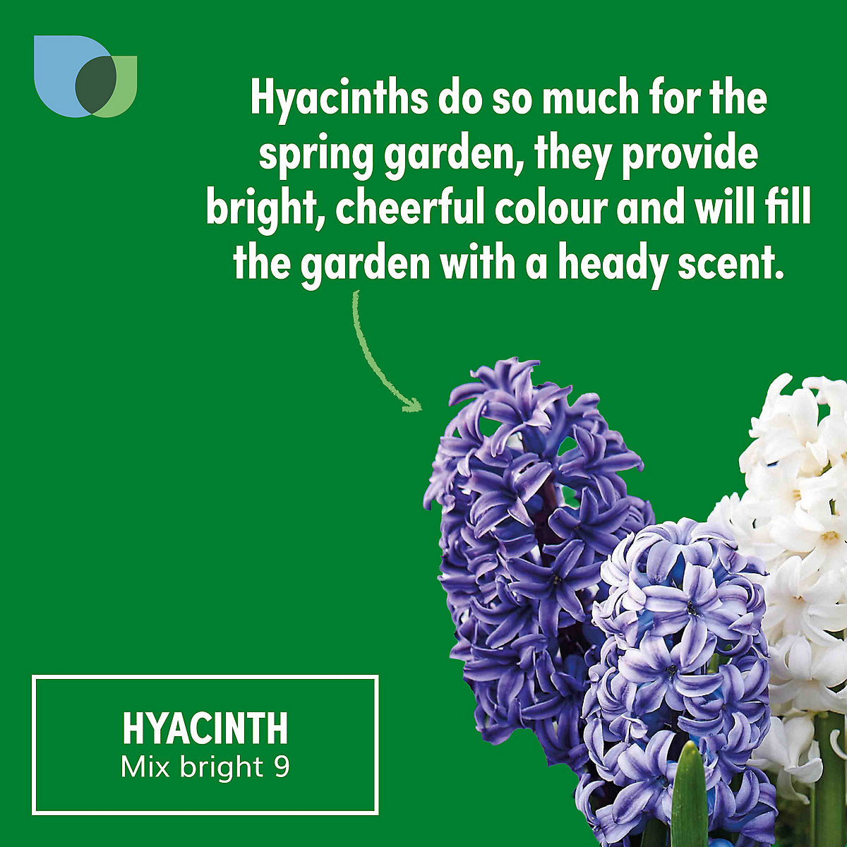 Verve Hyacinth Blue & White mix 9 Flower bulbs