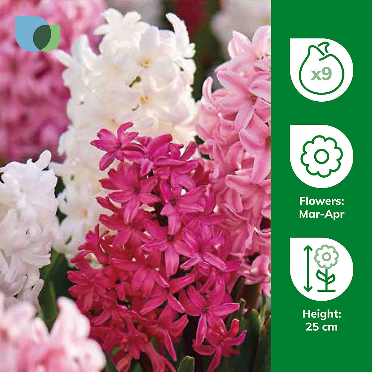 Verve Hyacinth Pink & White mix 9 Flower bulbs