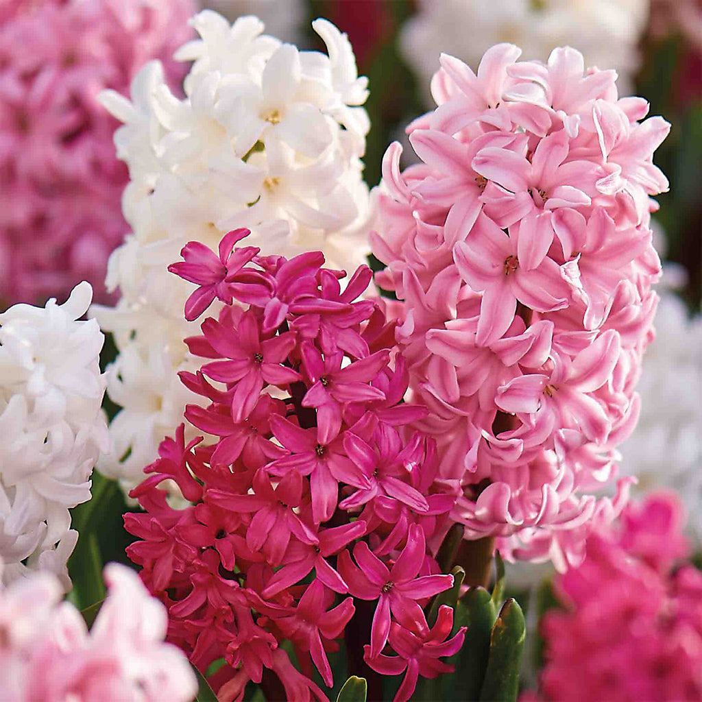 Verve Hyacinth Pink & White mix 9 Flower bulbs