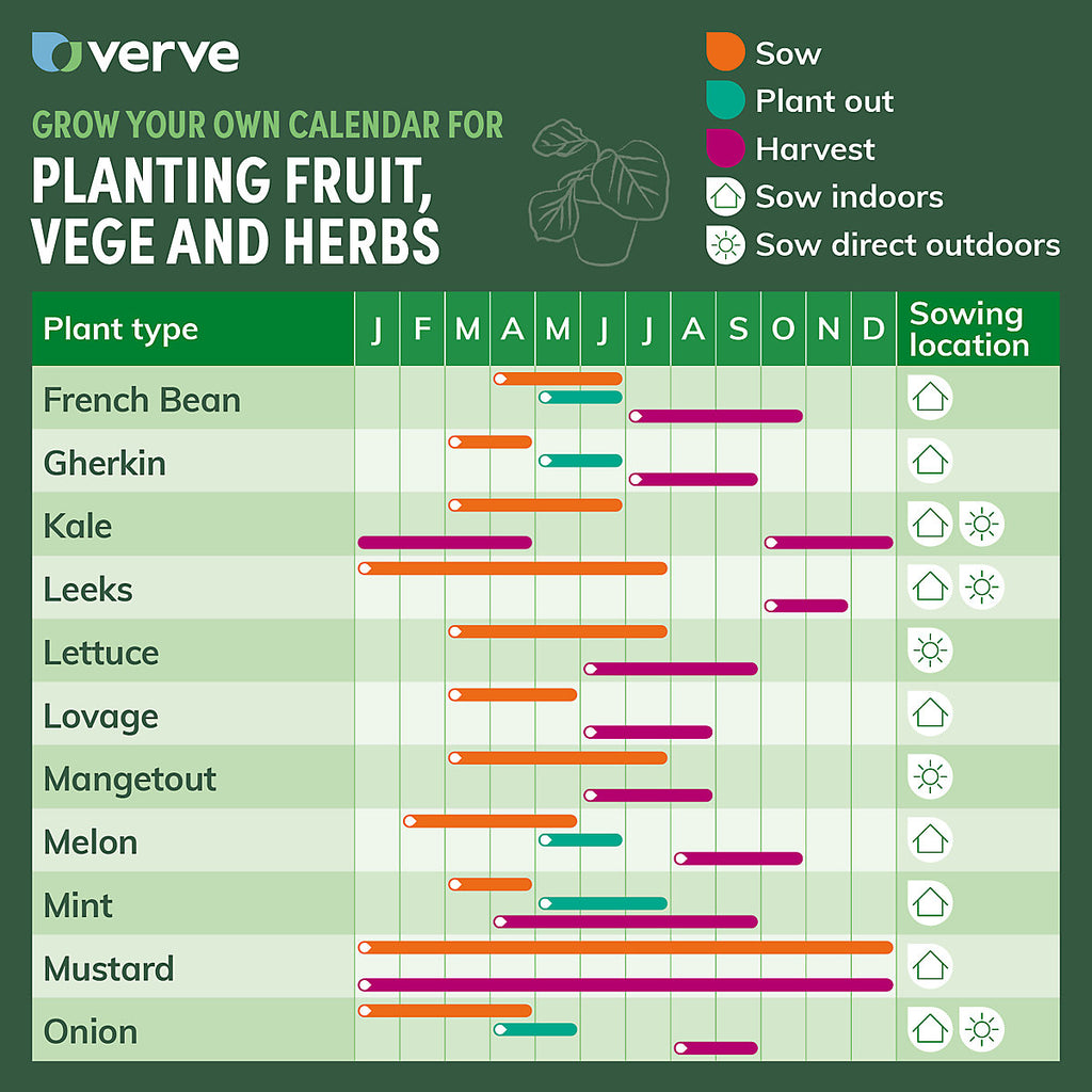 Verve Leek 'Bleu De Solaise' Vegetable Seeds