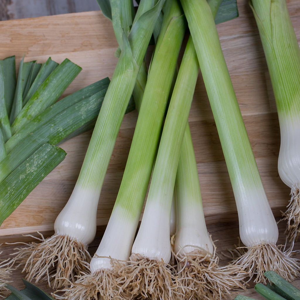 Verve Leek 'Bleu De Solaise' Vegetable Seeds
