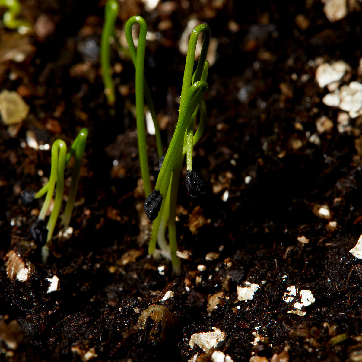 Verve Leek 'Bleu De Solaise' Vegetable Seeds