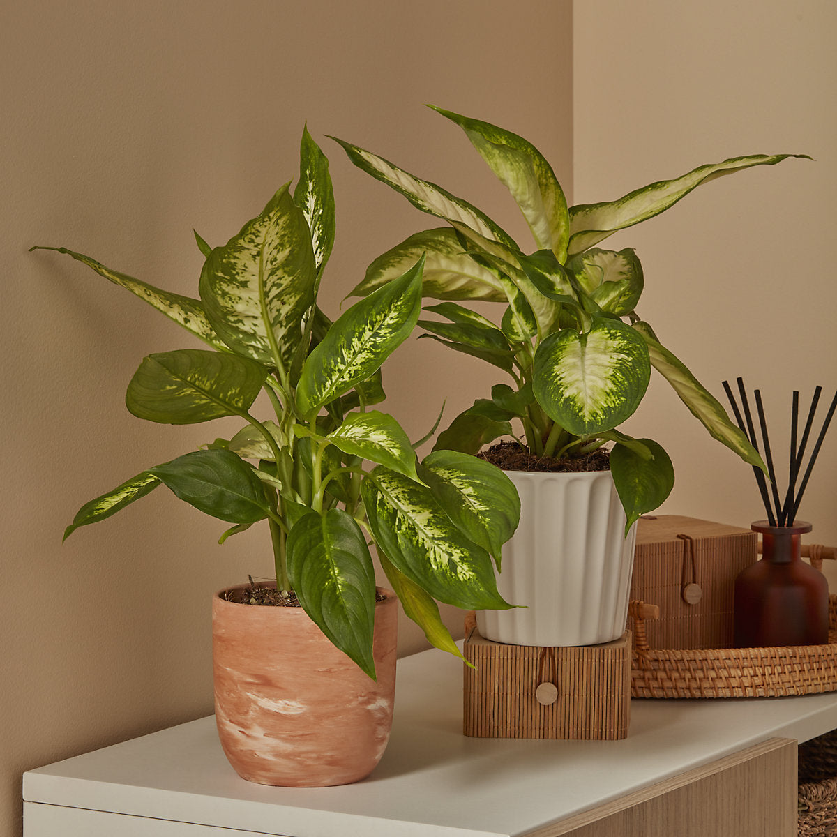 Verve Leopard lily in Terracotta Plastic Grow pot