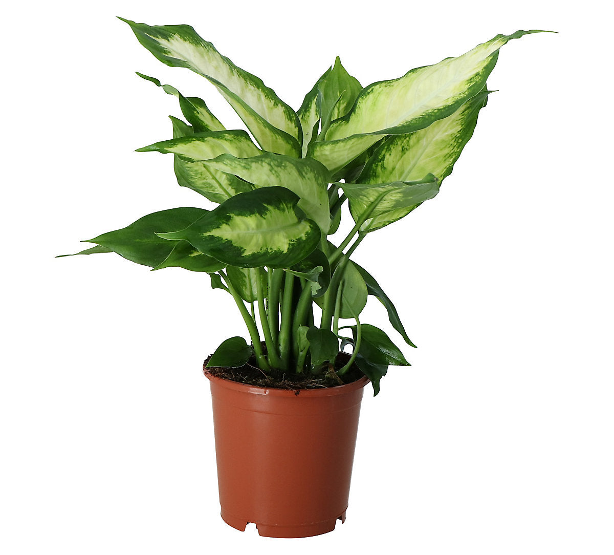 Verve Leopard lily in Terracotta Plastic Grow pot