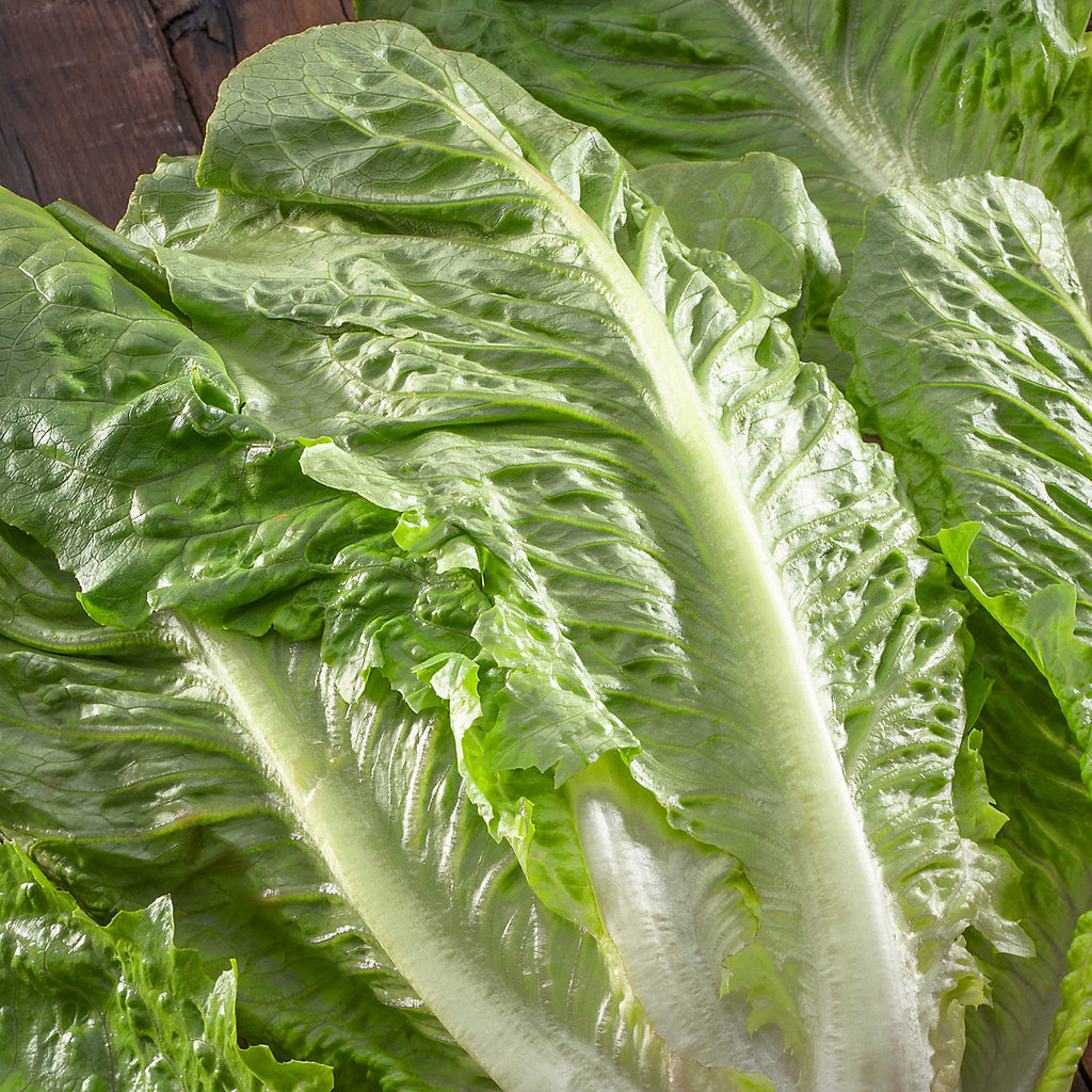 Verve Lettuce 'Cos Paris Island' Vegetable Seeds