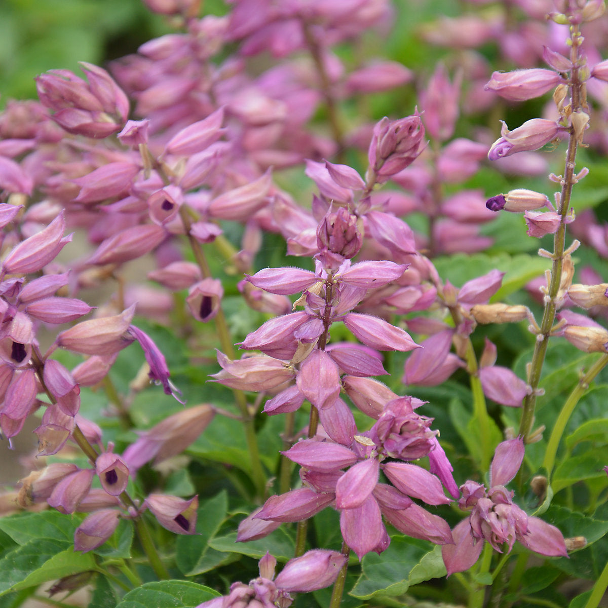Verve Lilac Salvia Flower Seeds
