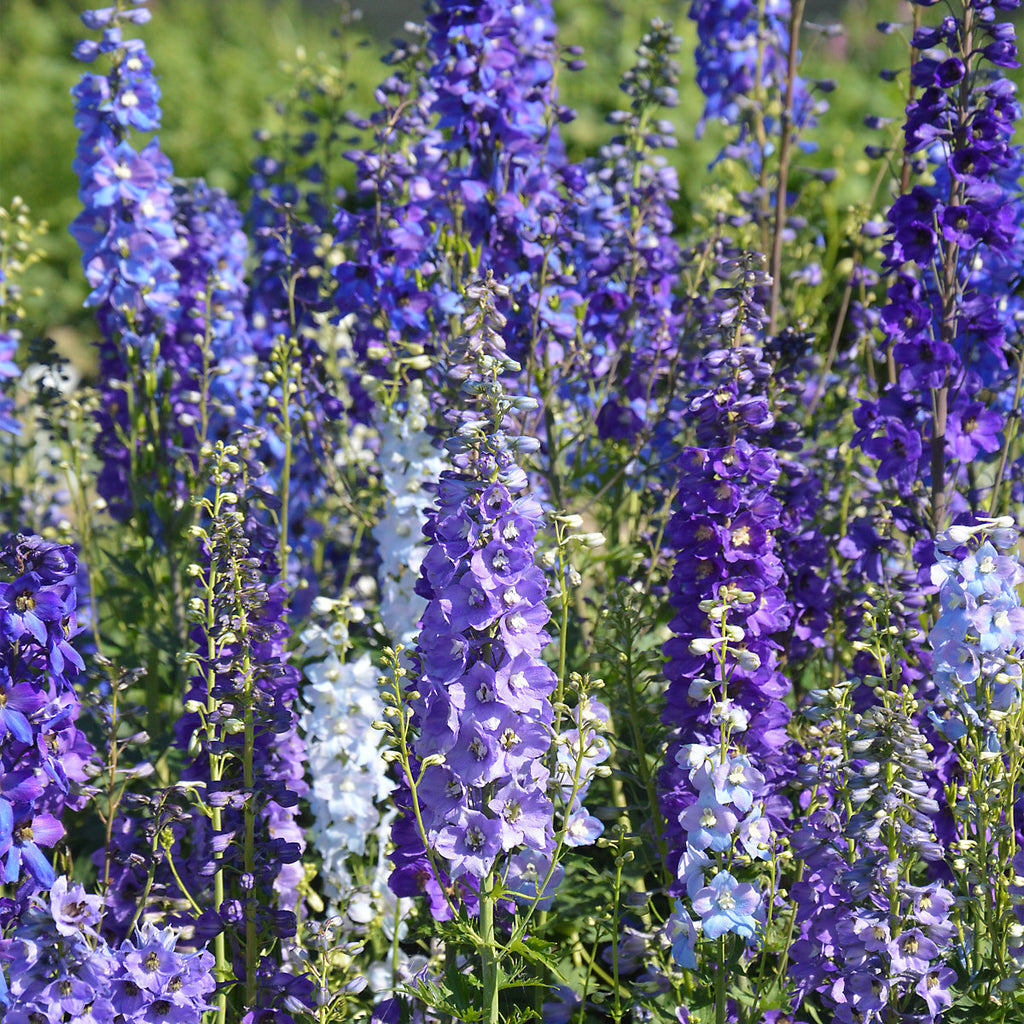 Verve Magic Fountains Mix Delphinium Seeds
