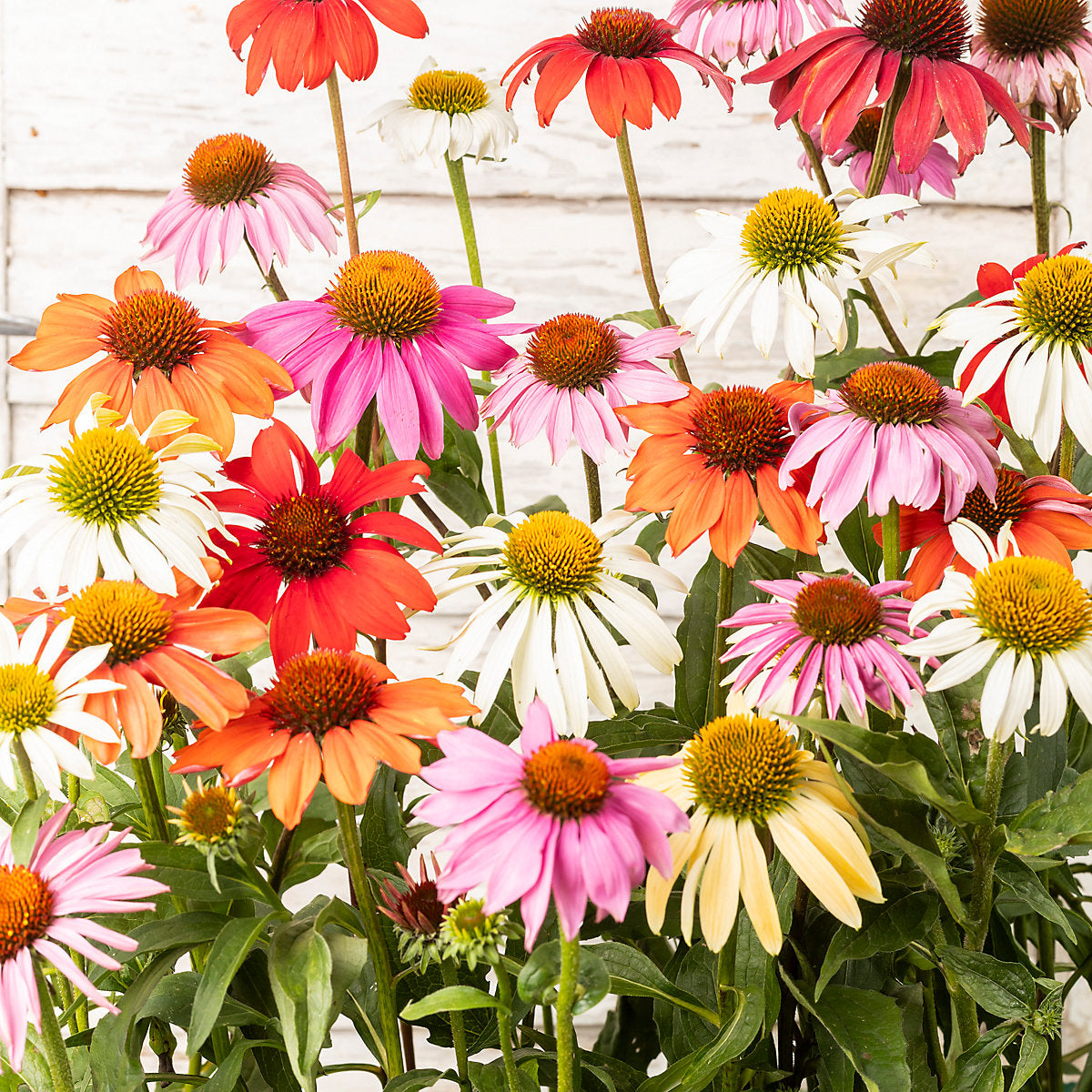 Verve Mix Echinacea Flower Seeds