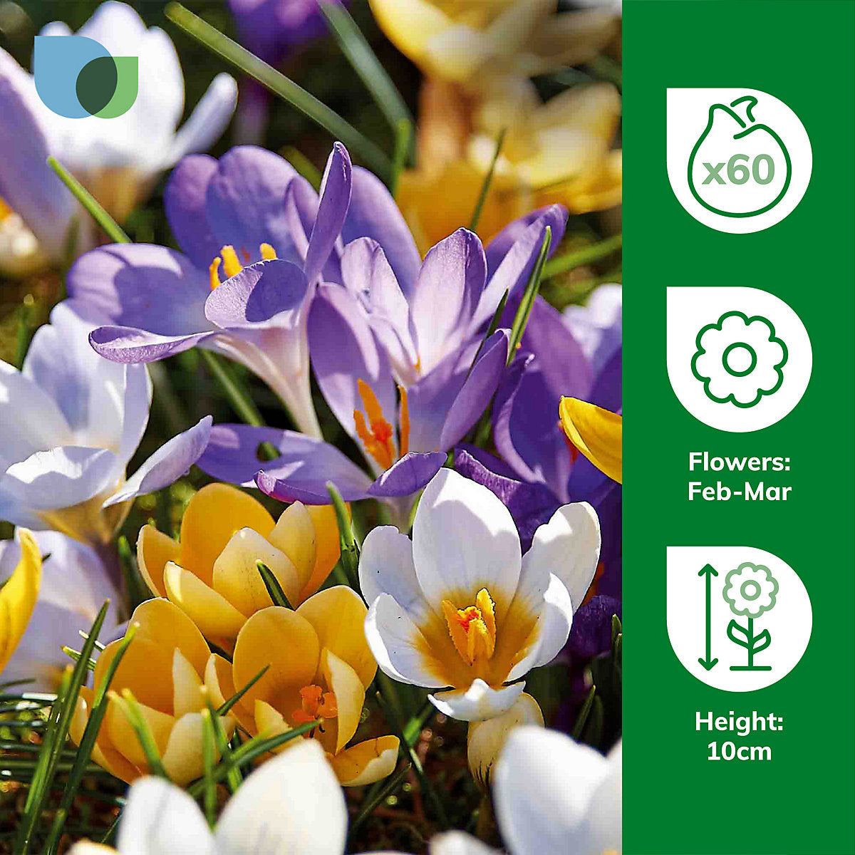 Verve Mixed Crocus (early) 60 Flower bulbs