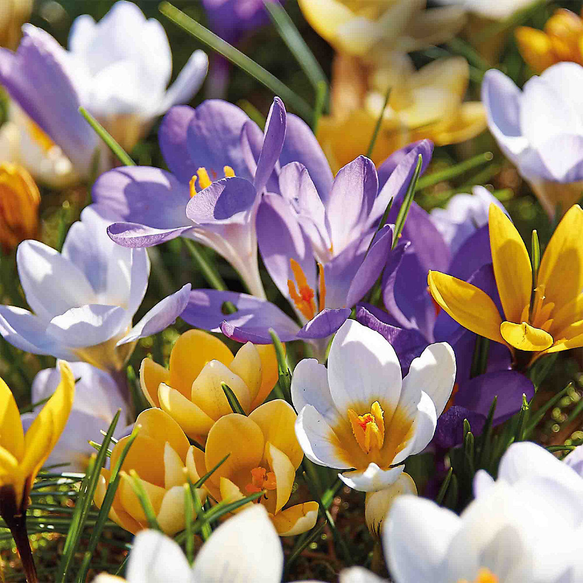 Verve Mixed Crocus (early) 60 Flower bulbs