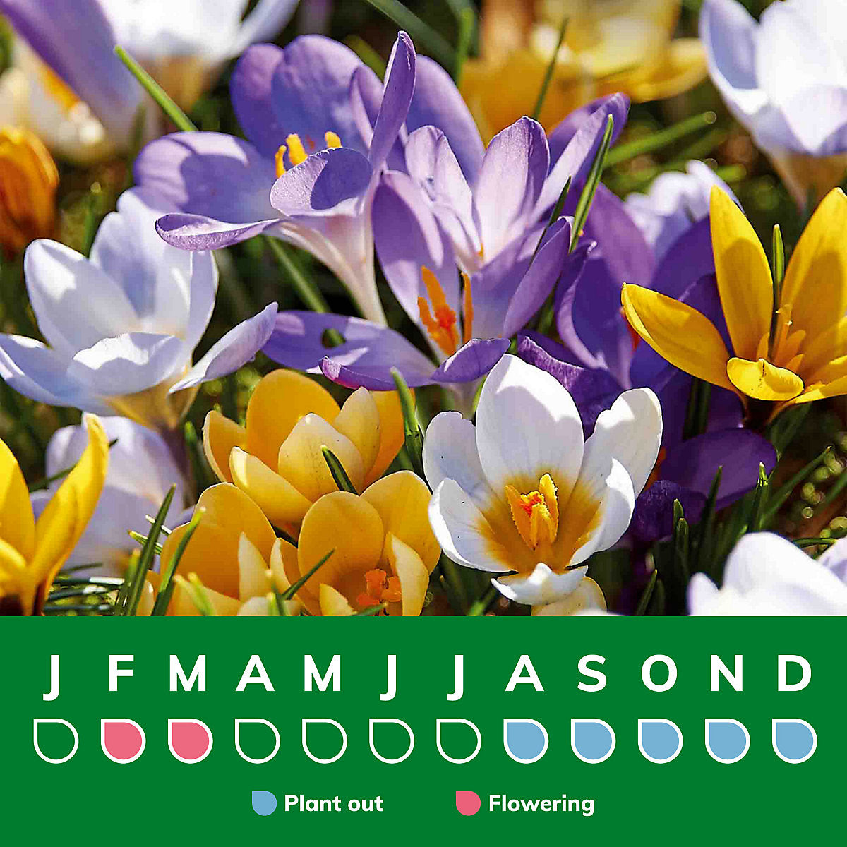 Verve Mixed Crocus (early) 60 Flower bulbs
