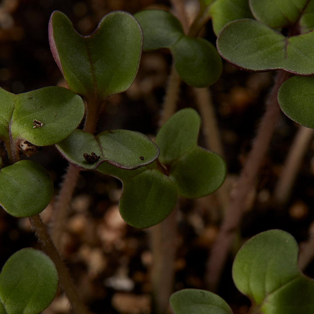 Verve 'Mustard' Herb Seeds