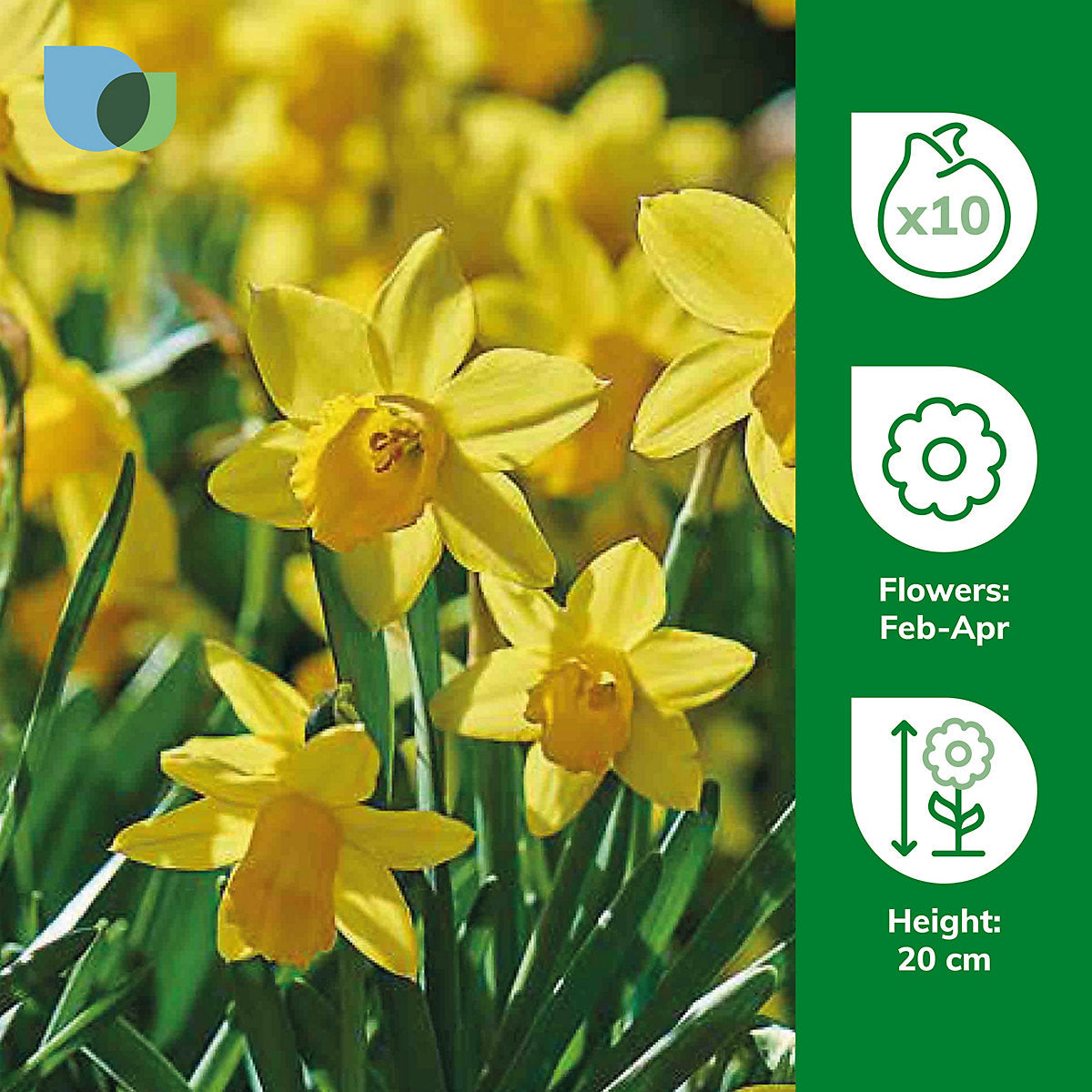 Verve Narcissus Tête-à-Tête 10 Flower bulbs