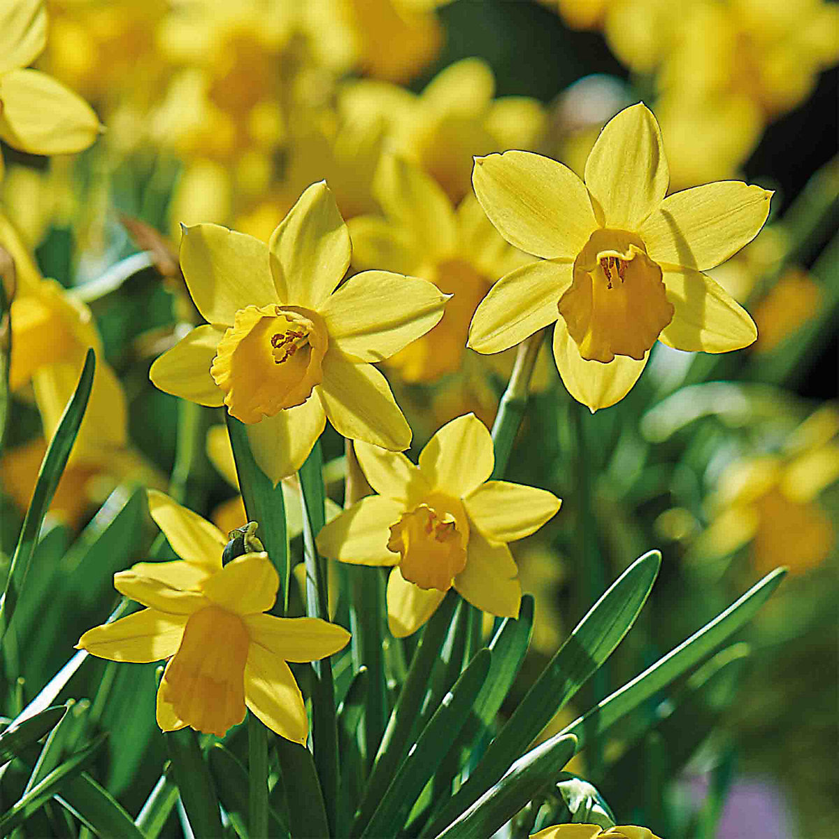 Verve Narcissus Tête-à-Tête 10 Flower bulbs