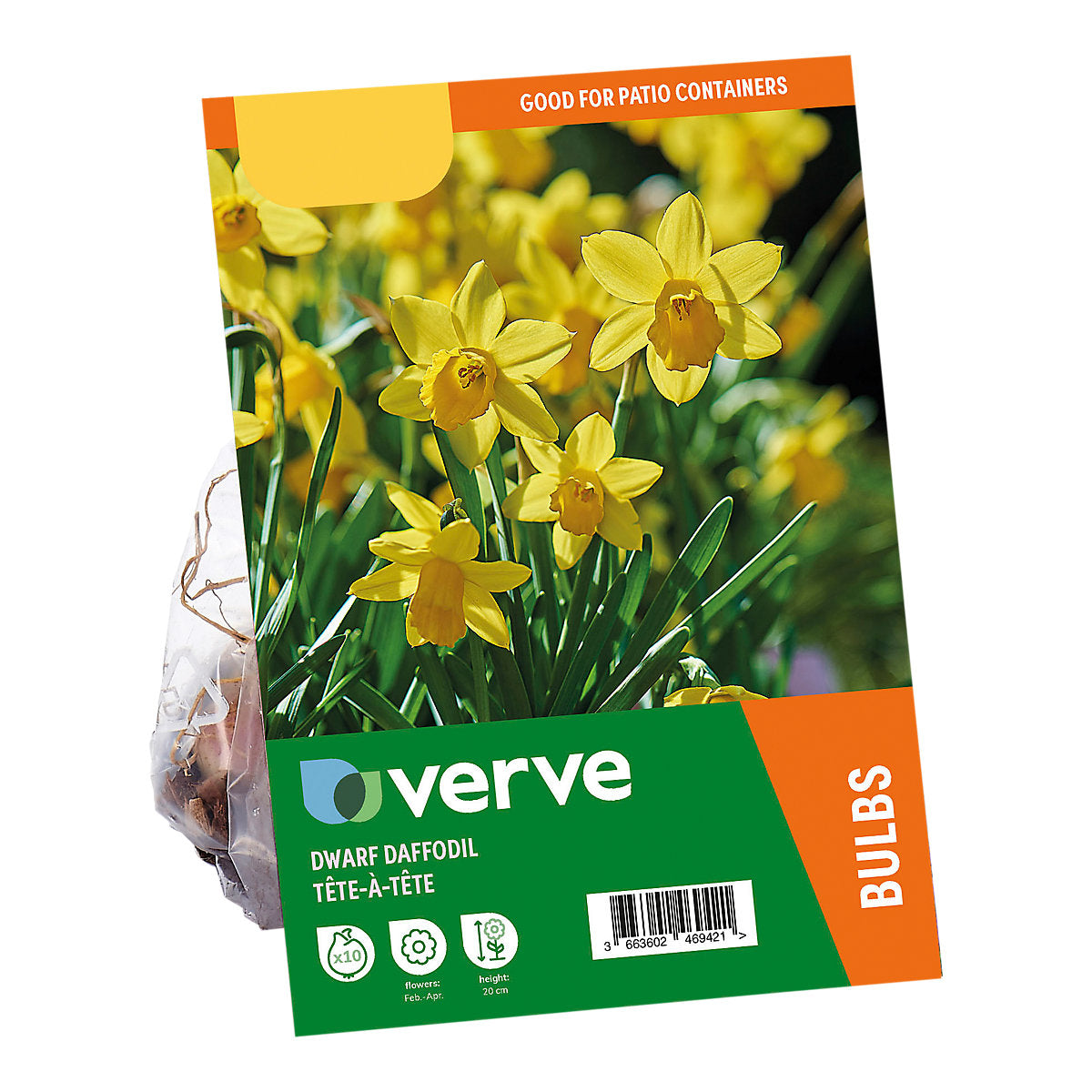 Verve Narcissus Tête-à-Tête 10 Flower bulbs