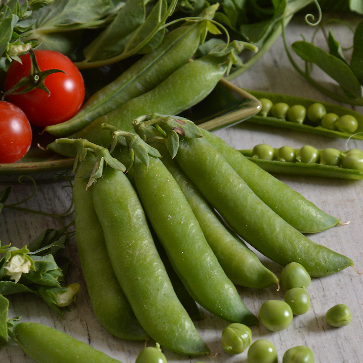 Verve Pea 'Lincoln' Vegetable Seeds