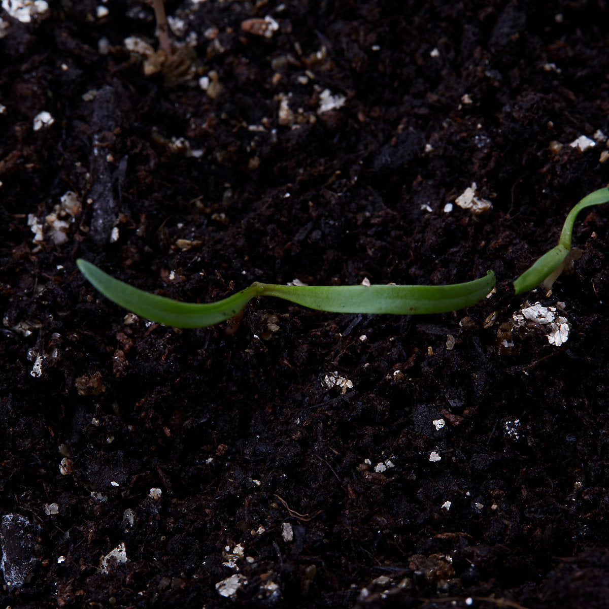 Verve Spinach 'America' Vegetable Seeds