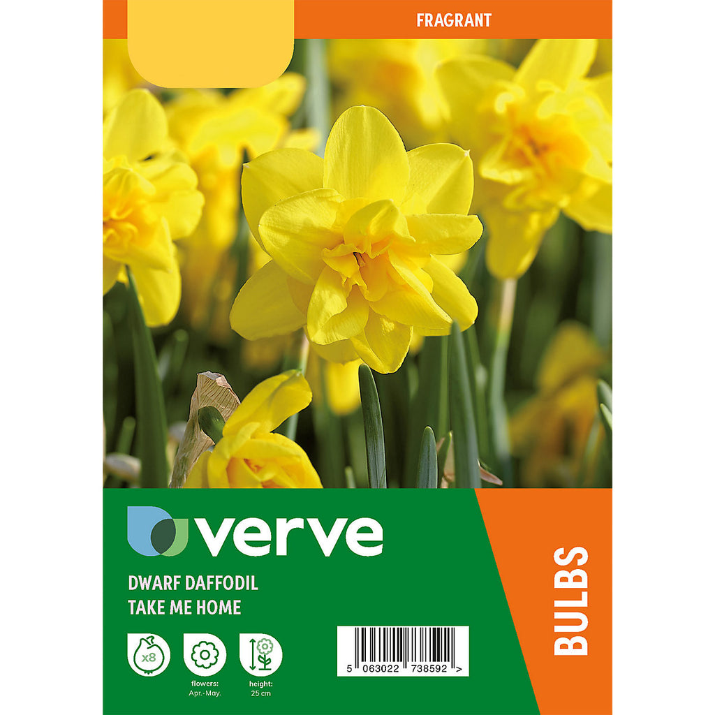 Verve Tall Daffodil Take Me Home 8 Flower bulbs
