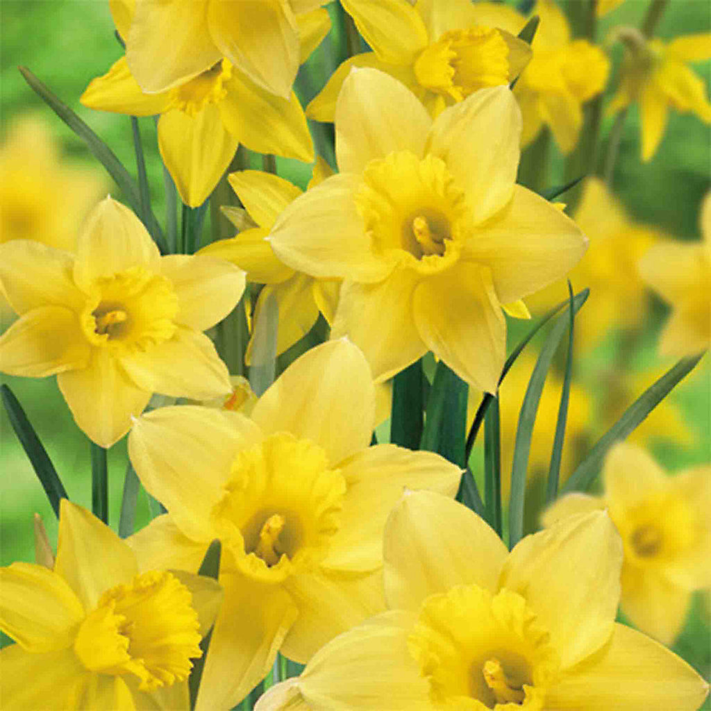 Verve Tall Daffodil Yellow Flower bulb