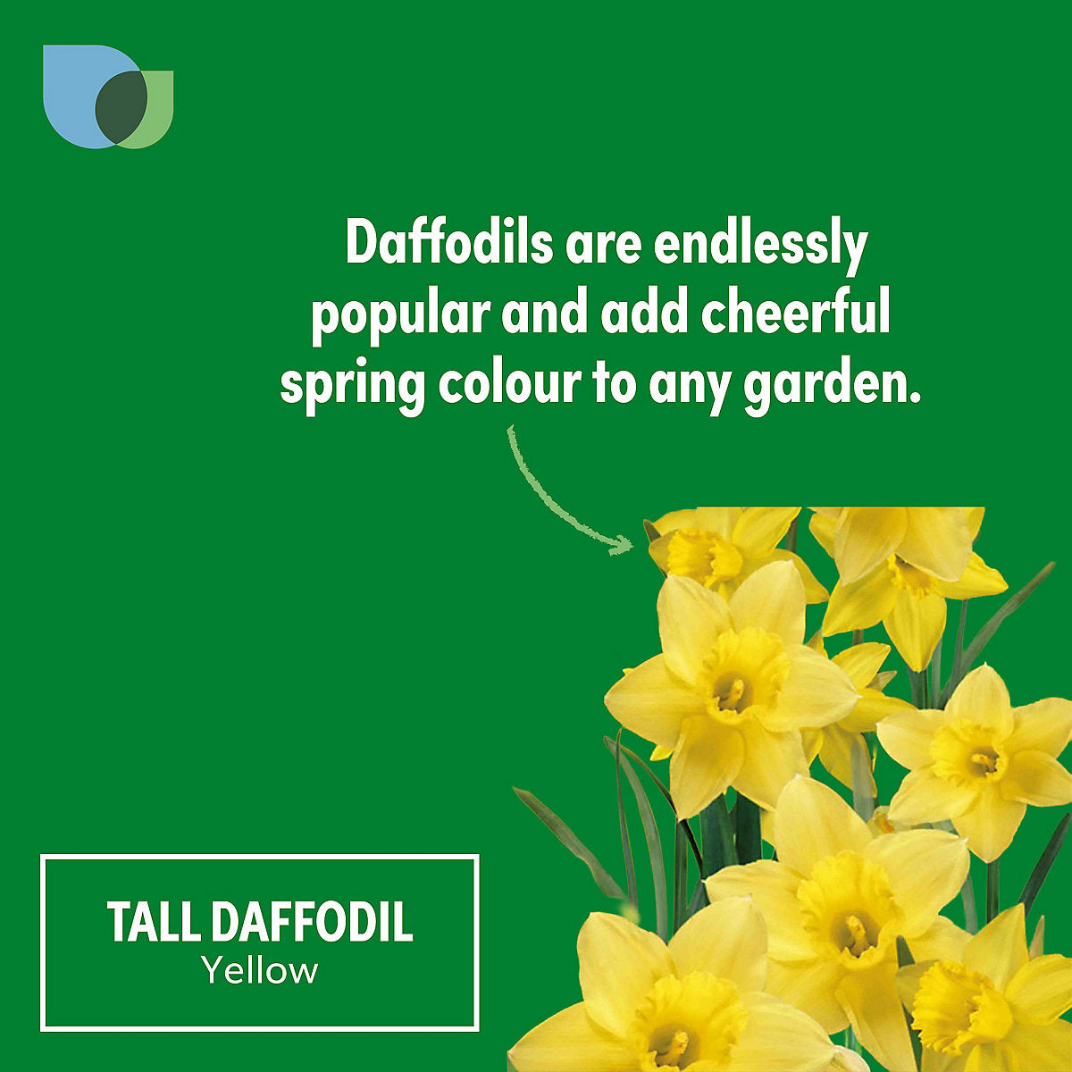 Verve Tall Daffodil Yellow Flower bulb